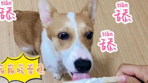 狗狗水里吃瓜,狗狗欢乐戏水瞬间